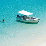 Olive * Petratika
